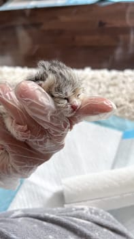 This image shows a newborn kitten gently cradled in loving hands, symbolizing the fragility of new life and the care it needs. Perfect for animal welfare themes and heartwarming stories.