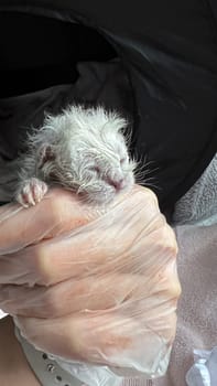 A young, wet kitten nestled in a gloved hand, representing rescue and care. This image captures the essence of compassion and the delicate nature of new life, ideal for animal welfare.