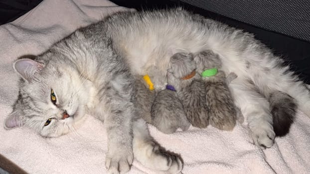 A silver tabby mother cat lovingly nursing her adorable kittens, each adorned with a colorful collar. This heartwarming scene captures the essence of maternal care in a cozy, peaceful setting.