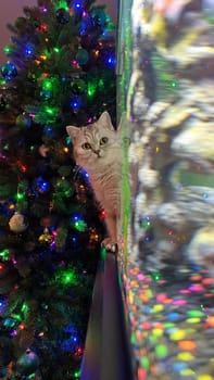Charming image of a curious cat gazing at a beautifully decorated Christmas tree. The festive atmosphere and the cat s expression create a delightful holiday scene perfect for seasonal projects.