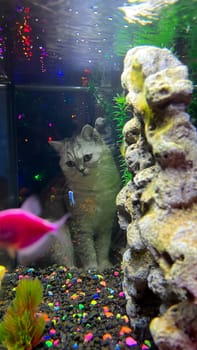 A curious cat sits by a vibrant aquarium, intently watching colorful fish swim gracefully through the water. The playful interaction captures a whimsical moment between pet and aquatic life.
