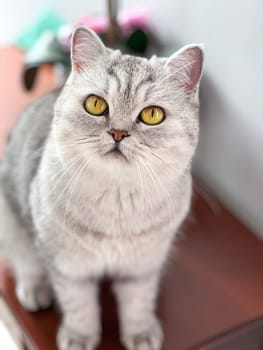 A lovely silver tabby cat with captivating golden eyes, displaying its beautiful fur and engaging gaze. Perfect for pet lovers and anyone seeking a charming animal image.
