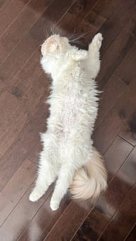 A fluffy, light-colored cat lies on its back on dark wooden floor, showcasing its belly in a relaxed pose. This image conveys comfort, serenity, and a carefree spirit, ideal for pet lovers.