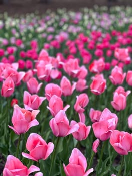 A vibrant field of pink tulips in full bloom creates a stunning display of springtime beauty. The abundance of colorful flowers evokes feelings of joy. Perfect for backgrounds and creative projects.