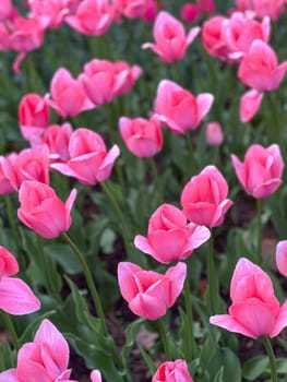 Experience the essence of spring with vibrant pink tulips blooming in a lush garden. These beautiful flowers symbolize renewal and joy, perfect for creative projects and serene moments.