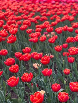 Experience the beauty of a vibrant garden filled with red tulips. Their rich colors and delicate petals create a stunning spring scene perfect for various themes and projects.