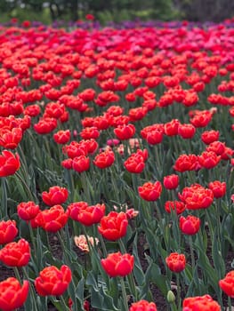 Experience the breathtaking beauty of spring with a vibrant field of red tulips in full bloom. This stunning image captures the essence of nature s colors, perfect for enhancing any creative project.