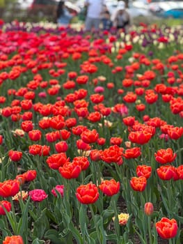 A beautiful flowerbed of vibrant red tulips in bloom, showcasing the essence of spring. The colorful scene creates a joyful atmosphere, perfect for spring-themed projects and inspirations.