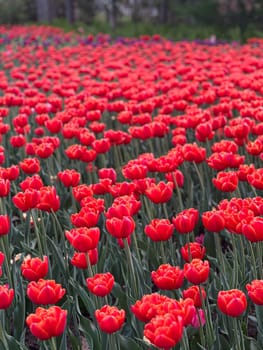 A vibrant field of red tulips stretches under a clear blue sky, creating a breathtaking spring landscape. This stunning garden showcases nature s beauty, perfect for backgrounds and floral designs.