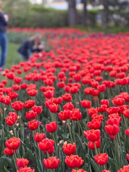 A stunning view of a vibrant field of red tulips on a sunny day. This spring scene showcases the beauty and color of nature, perfect for floral gardens and outdoor enjoyment.