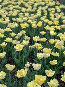 A stunning field of bright yellow tulips swaying in the gentle breeze, surrounded by lush green foliage. This vibrant scene captures the essence of springtime beauty and tranquility.