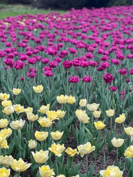 Experience the stunning beauty of a tulip field in full bloom. The vibrant yellow and purple colors create a breathtaking spring scene, ideal for nature lovers and garden enthusiasts.