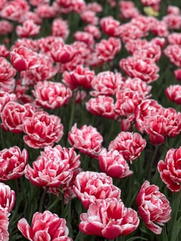 A close-up of a colorful field featuring red and white tulips, their petals open under the warm spring sunlight. This image perfectly captures the beauty and essence of springtime blooms.