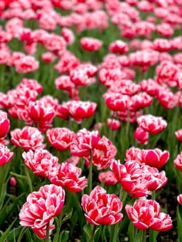 A vibrant field of red and white tulips showcases the beauty of spring. The delicate petals and lush green leaves create a stunning natural display, perfect for floral designs.