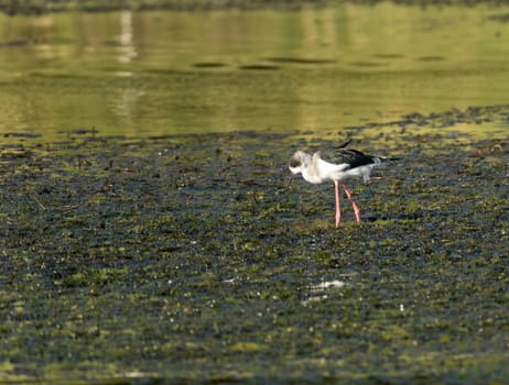 Single black winged stilt wading in shallow water alongside the banks of the River Nile in Aswan Egypt