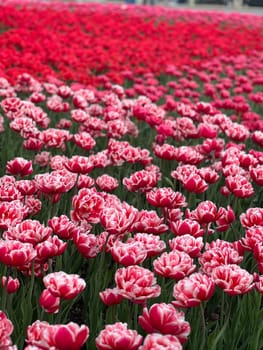Experience the beauty of a vibrant tulip field, where rows of red and pink flowers create a stunning spring display. A perfect backdrop for art, photography, and inspiration.