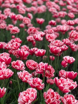 A stunning field of red and white tulips forms a vibrant tapestry of color. Each bloom adds to the beauty of nature, perfect for various applications and showcasing floral elegance.