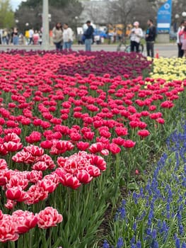 Experience a stunning array of colorful tulips, a true symbol of spring. This captivating floral display is perfect for garden lovers, tourists, and anyone who appreciates nature s beauty.