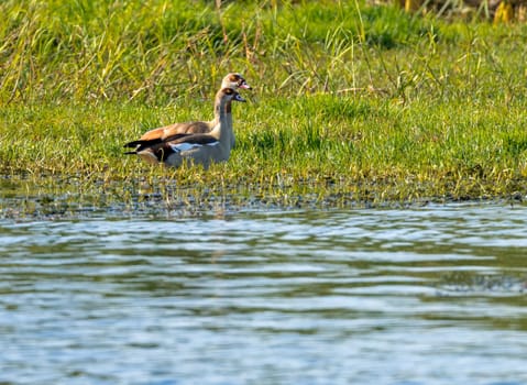 Pair of Egyptian geese sitting in the grass by the calm waters of the Nile River in Aswan Egypt