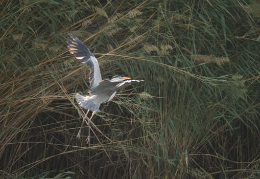 Single grey heron bird coming in to land over Nile river near Aswan in Egypt