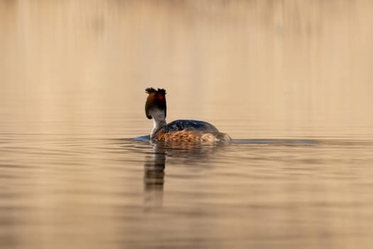 Great Crested Grebe Bird Swims In The Lake