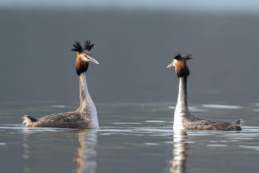 Great Crested Grebes Perform A Mating Dance