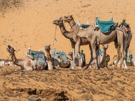 Camels ready for ride up the steep sandy hillls near Nubian village in Aswan, Egypt