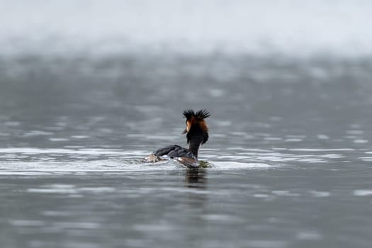 Great Crested Grebe Bird Swims In The Lake Seen From Behind