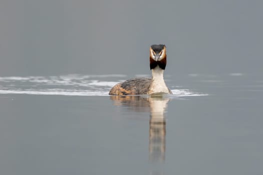 Great Crested Grebe Bird Swims In The Lake