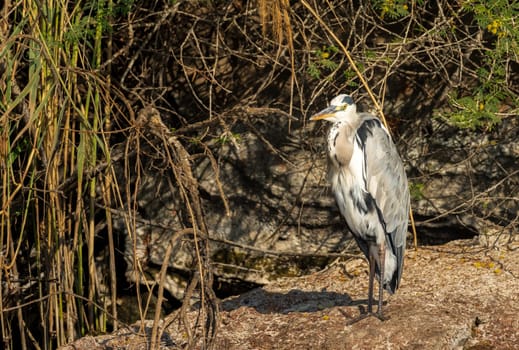 Single grey heron bird standing in on the rocky shore on edge of Nile river near Aswan, Egypt