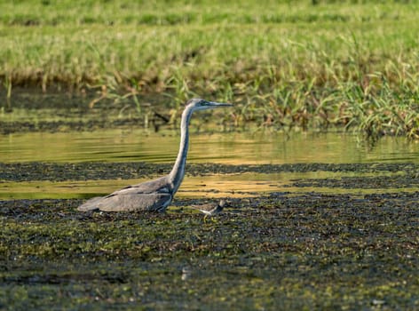 Single grey heron bird standing in shallow water on edge of Nile river near Aswan, Egypt