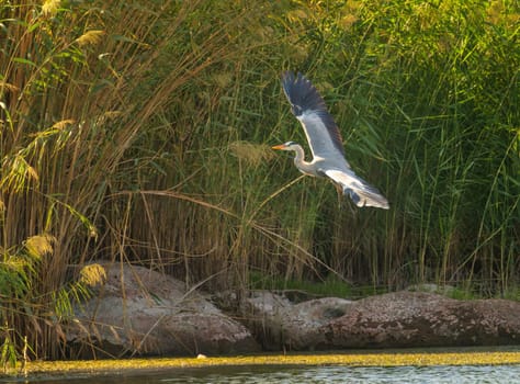 Single grey heron bird coming in to land over Nile river near Aswan in Egypt