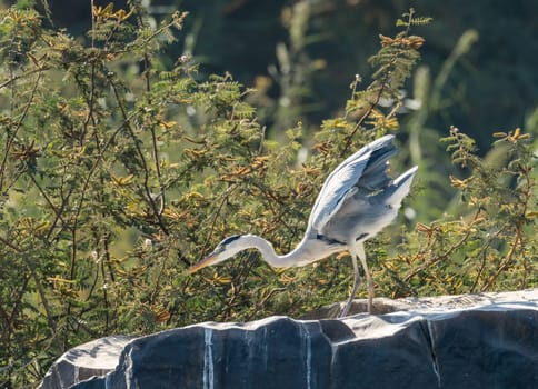 Single grey heron bird standing in on the rocky shore on edge of Nile river near Aswan, Egypt