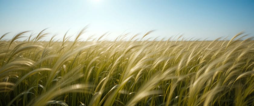 Blurred Field of Golden Wheat or Barley Under a Clear Sky