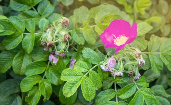 A single pink rosehip flower with leaves on a bush. Garden plant in natural environment against the background of soft sunlight.