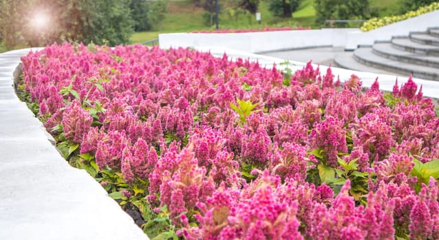 A flowerbed in the park with bright red celosia flowers blooming in rows against the bright green of trees and soft sunlight.