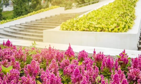 A flowerbed in the park with bright red celosia flowers blooming in rows against the bright green of trees and soft sunlight.