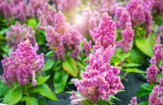 Celosia silvery, real cockerel in ornamental garden, beautiful floral background.