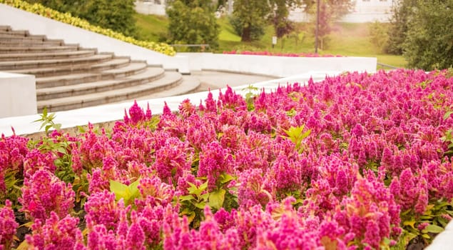 A flowerbed in the park with bright red celosia flowers blooming in rows against the bright green of trees and soft sunlight.