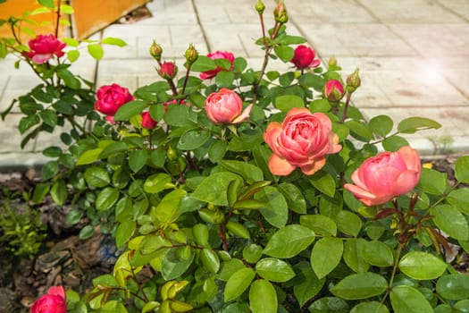 Close-up of a pink rose bush, a flowerbed in a park, near a tile sidewalk.