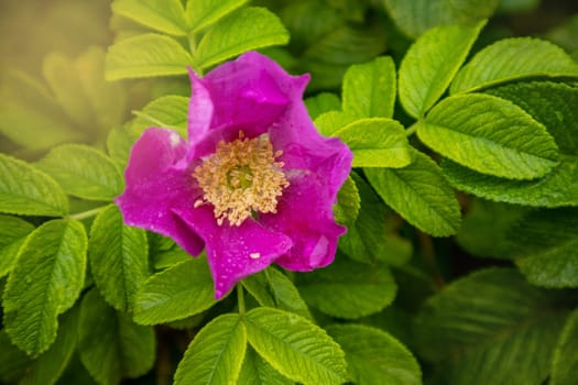 A single pink rosehip flower with leaves on a bush. Garden plant in natural environment against the background of soft sunlight.