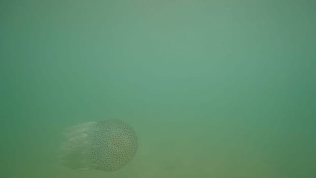 Phyllorhiza punctata, or australian spotted jellyfish, gracefully floating in murky green water, showcases a translucent bell adorned with small dark spots