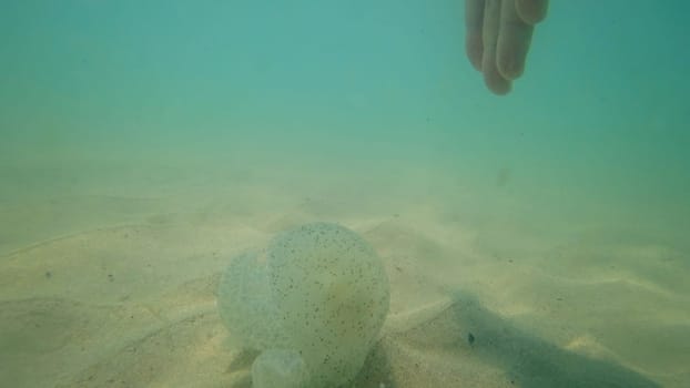 Caucasian hand gently reaching towards a jellyfish resting on the sandy seabed, creating a mesmerizing underwater scene in the clear, shallow waters of the ocean