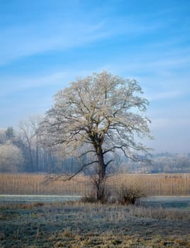 Winter scenic in a landscape conservation area called Goachat near Schrobenhausen (Bavaria, Germany)