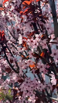 Blossoming cherry tree branches filled with delicate pink flowers and vibrant leaves highlight the essence of springtime beauty, showcasing nature's vibrant colors and the joy of renewal
