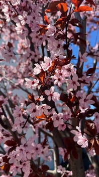 Cherry blossoms bloom on branches adorned with delicate pink flowers and deep brown leaves, set against a bright blue sky, highlighting the essence of nature and the arrival of springtime
