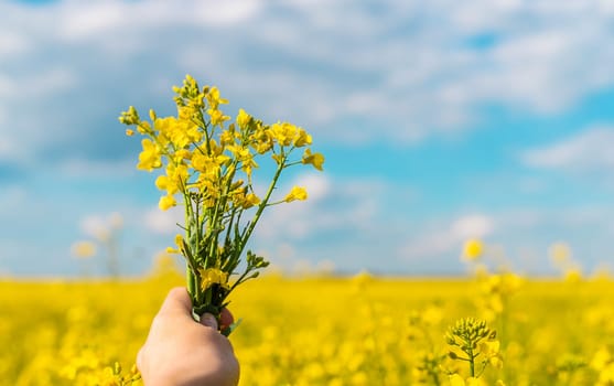 Mustard field blooming yellow. Selective focus. nature.