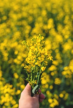 Mustard field blooming yellow. Selective focus. nature.