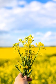 Mustard field blooming yellow. Selective focus. nature.