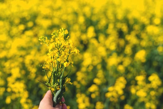 Mustard field blooming yellow. Selective focus. nature.